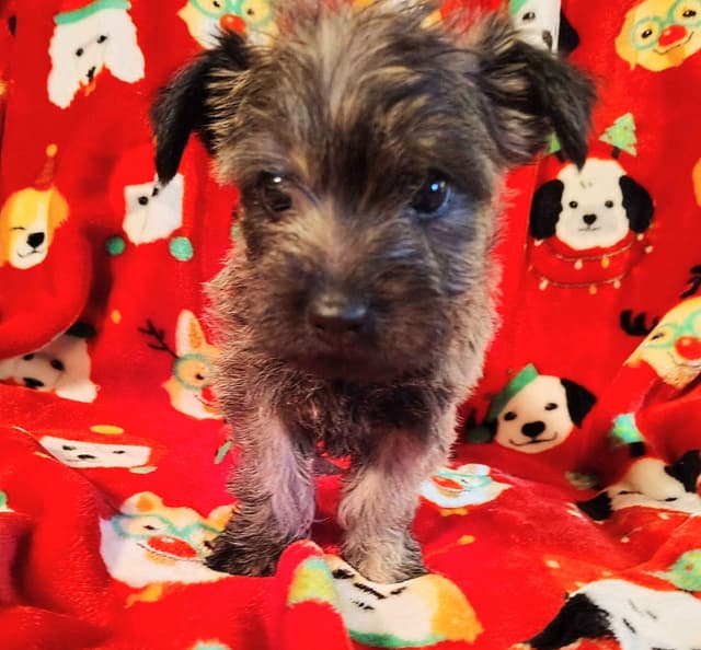Cairn Terrier Puppies media 4