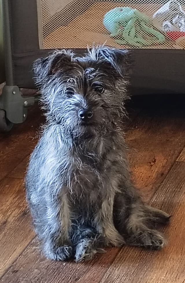 Cairn Terrier Puppies media 2