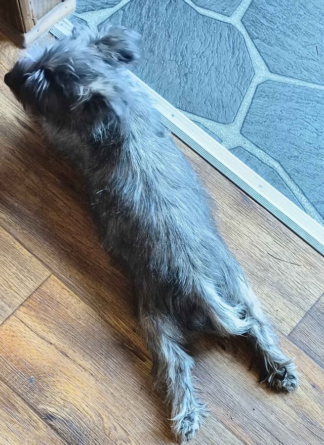 Cairn Terrier Puppies media 3