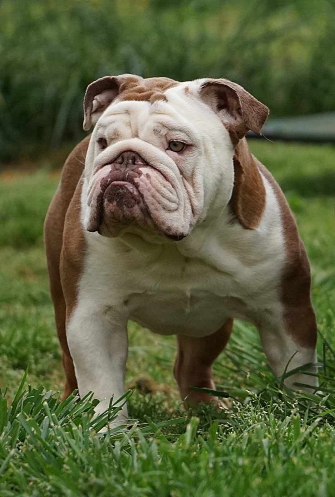 Bulldog Puppies breeder image 3