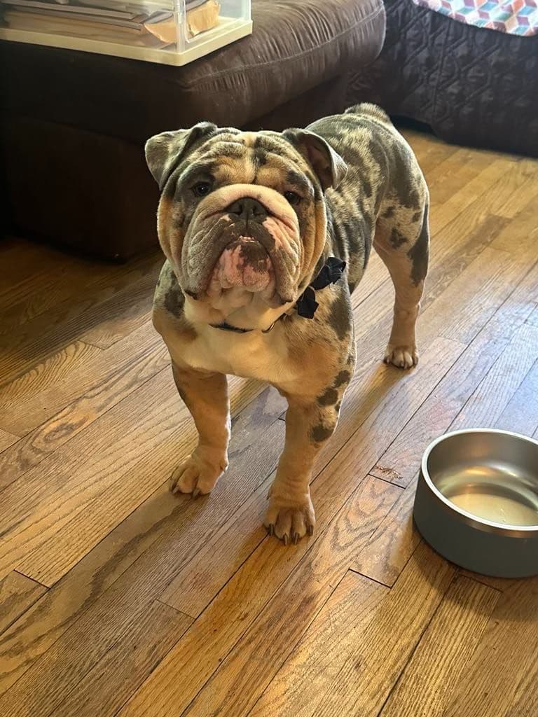 Bulldog Puppies breeder image 4