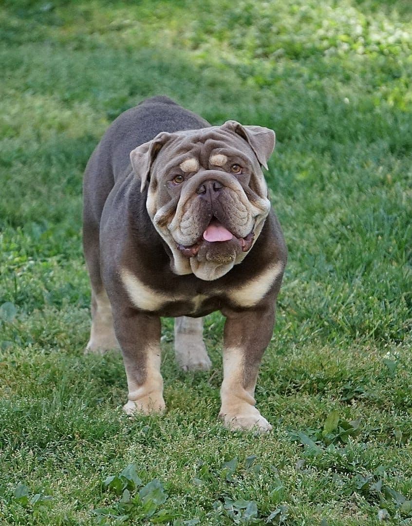 Bulldog Puppies breeder image 7