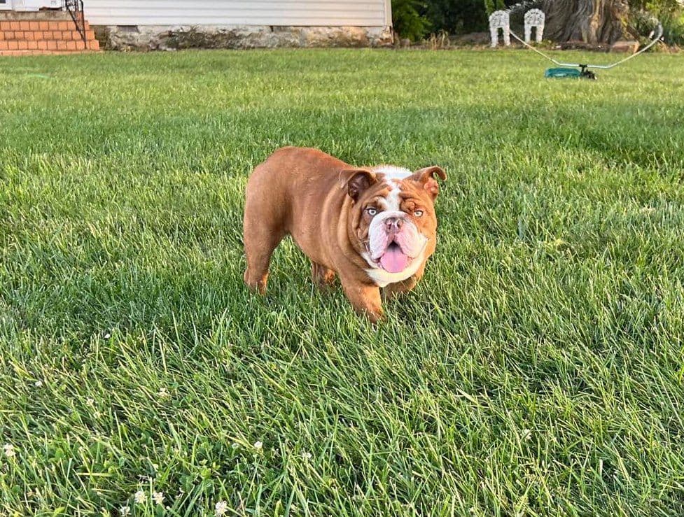 Bulldog Puppies breeder image 8