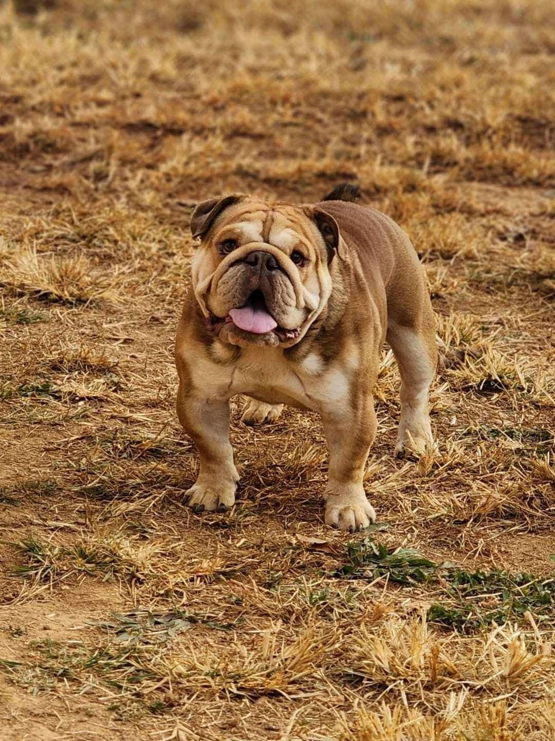 Bulldog Puppies breeder image 9