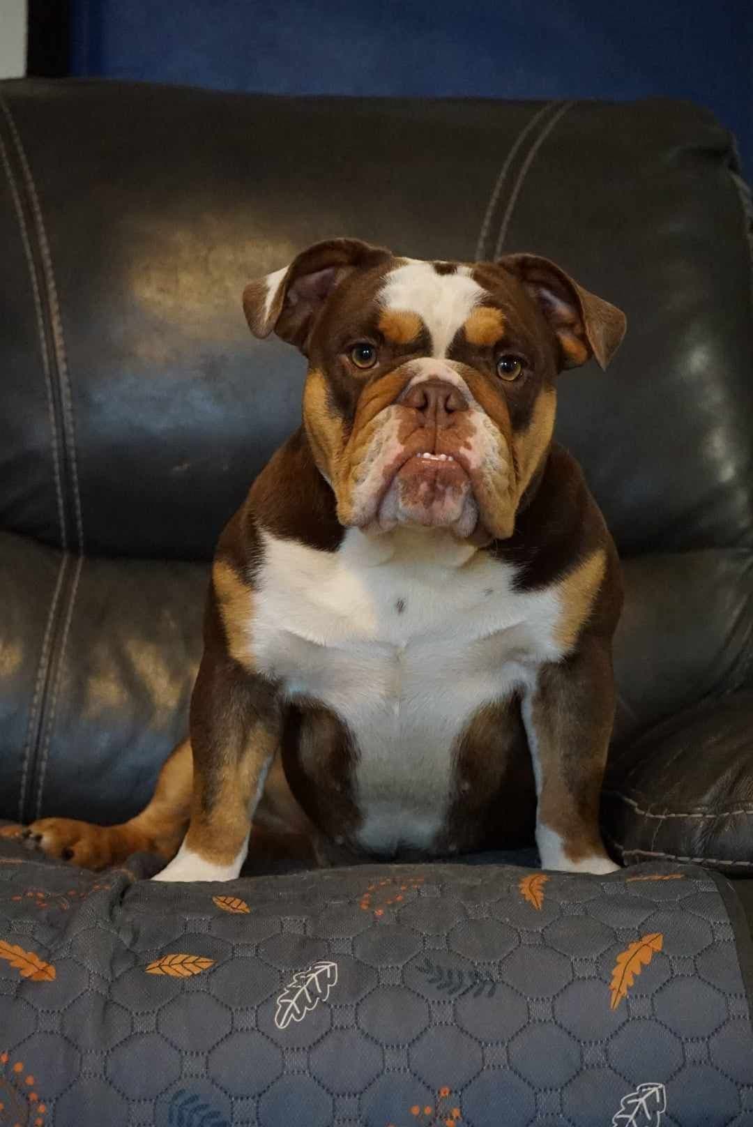 Bulldog Puppies breeder image 10
