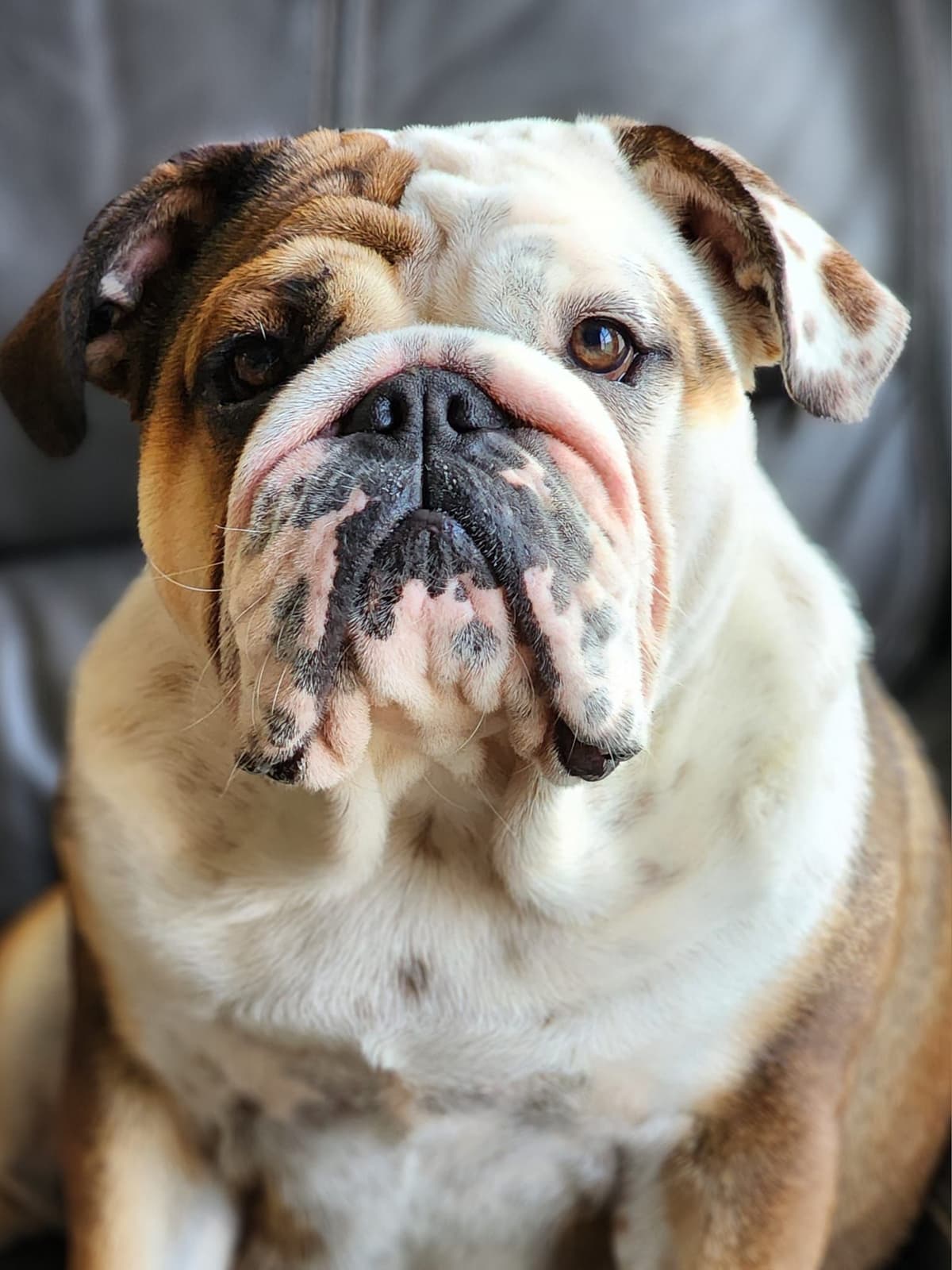 Bulldog Puppies breeder image 11