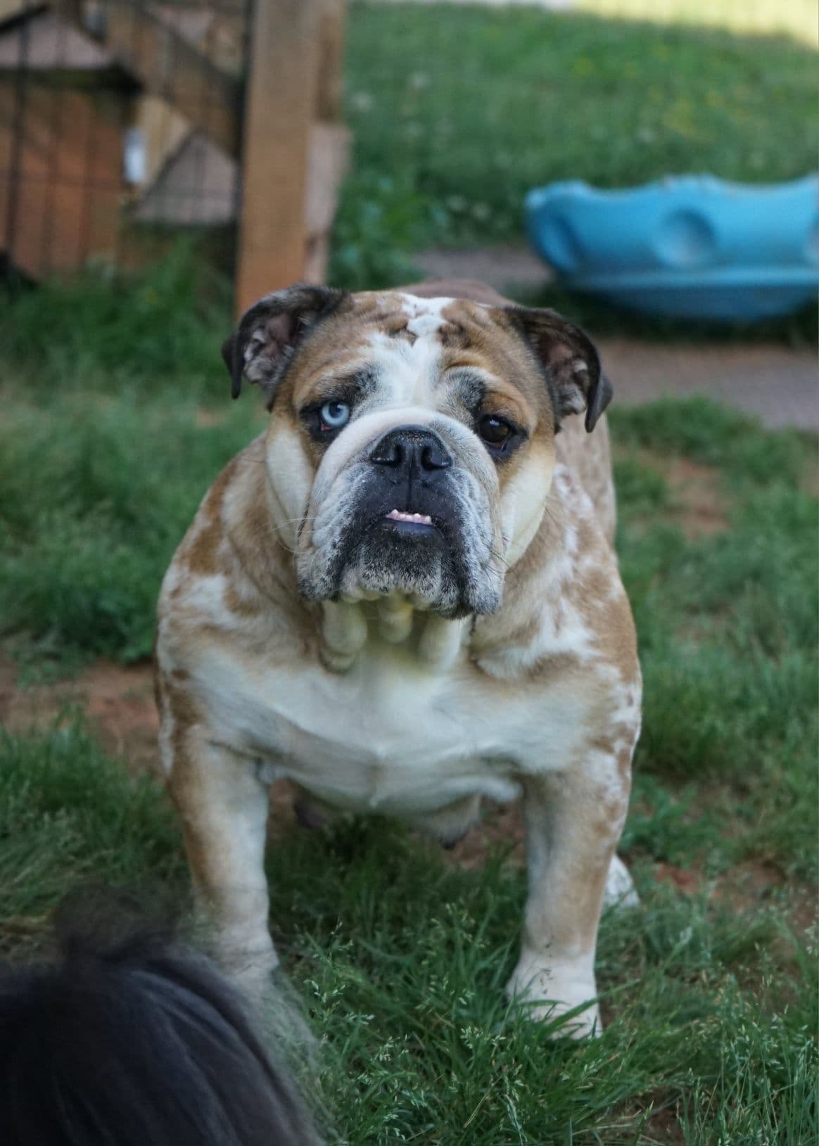 Bulldog Puppies breeder image 12