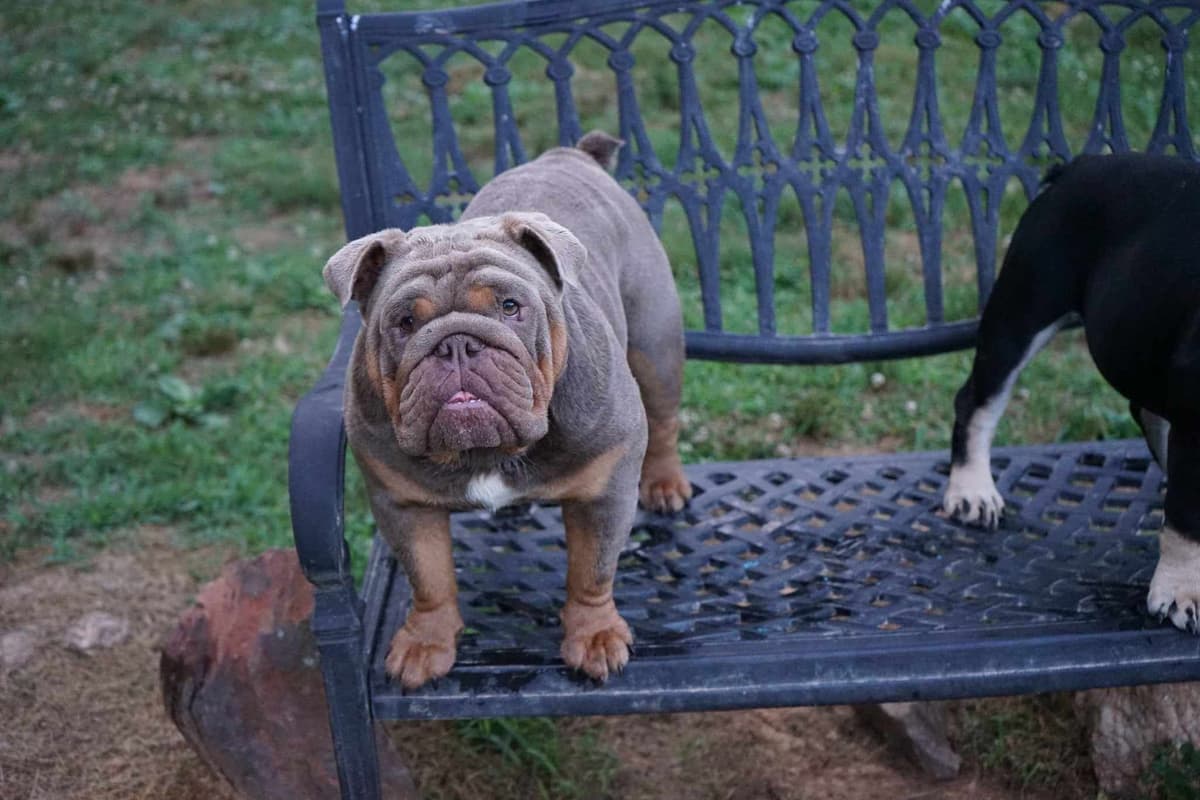 Bulldog Puppies breeder image 13
