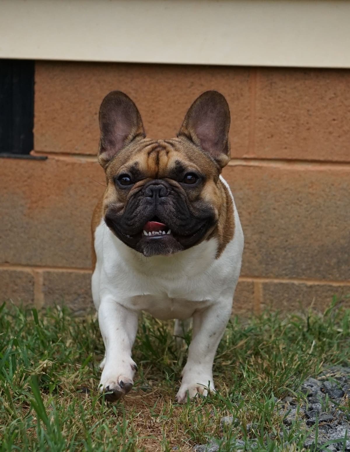 Bulldog Puppies breeder image 14