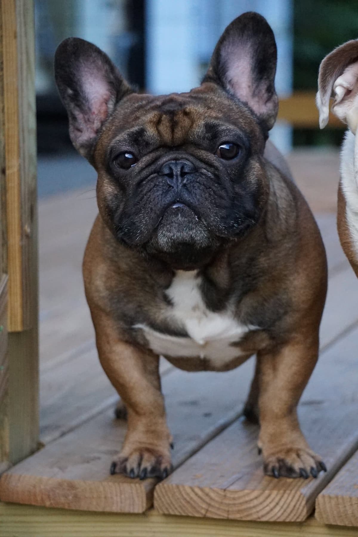 Bulldog Puppies breeder image 16