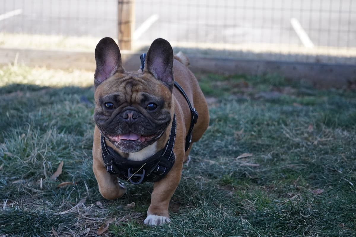 Bulldog Puppies breeder image 17