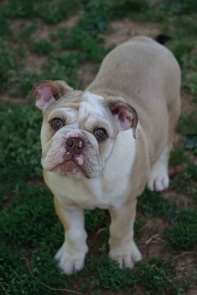 Bulldog Puppies media 2