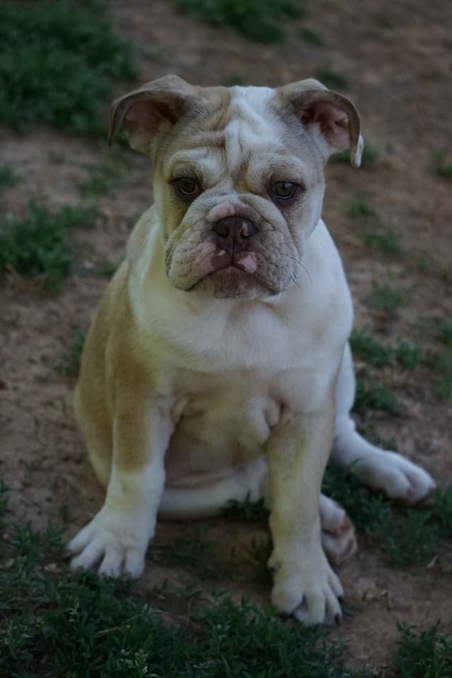 Bulldog Puppies media 3