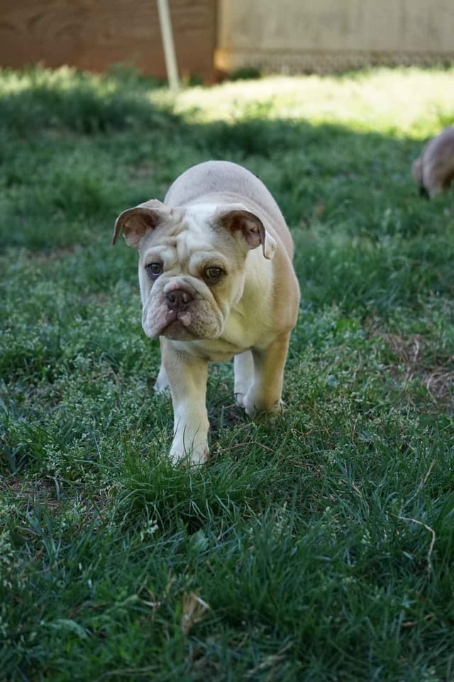 Bulldog Puppies media 4