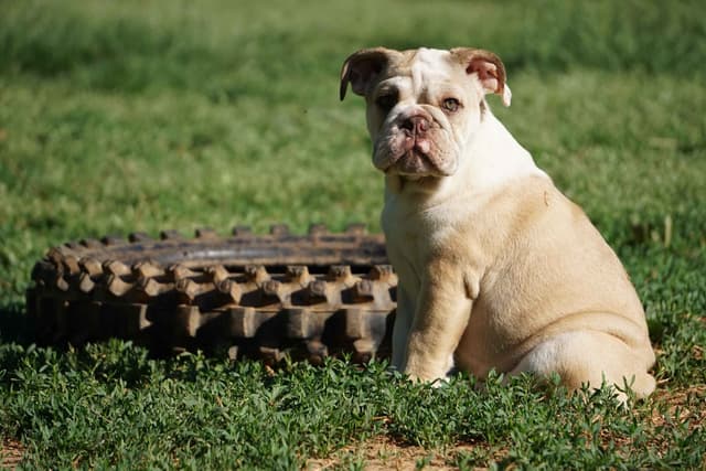Bulldog Puppies media 6