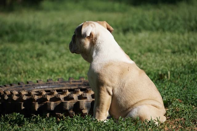 Bulldog Puppies media 5