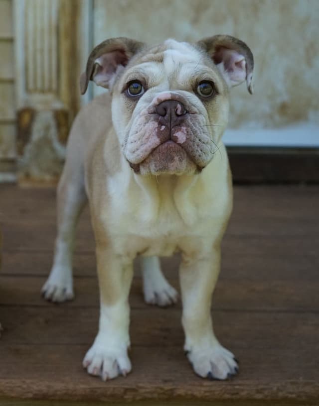 Bulldog Puppies media 8