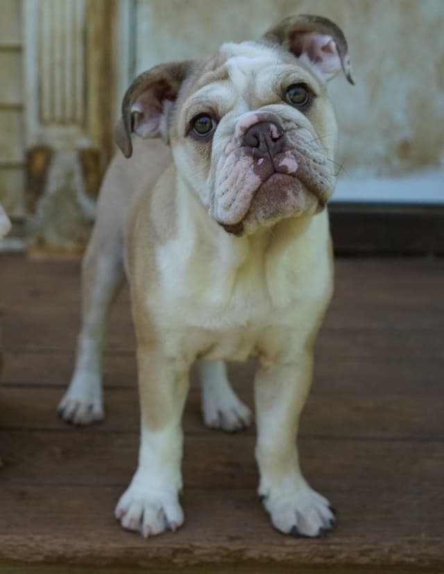 Bulldog Puppies media 7
