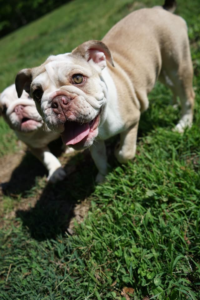 Bulldog Puppies media 9