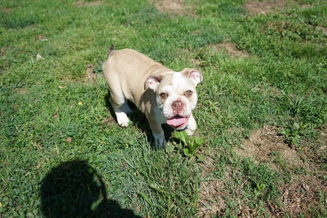 Bulldog Puppies media 10