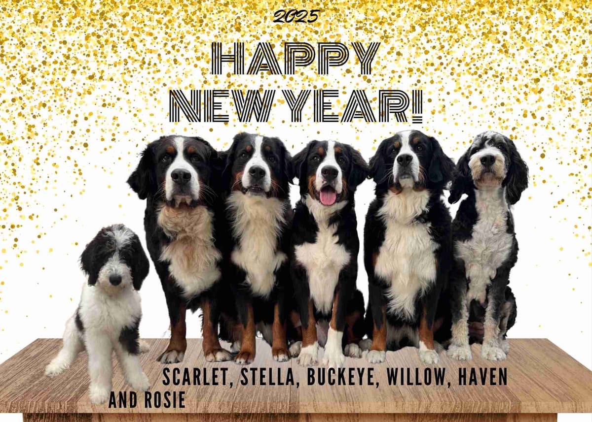 Bernese Mountain Dog Puppies breeder image 1