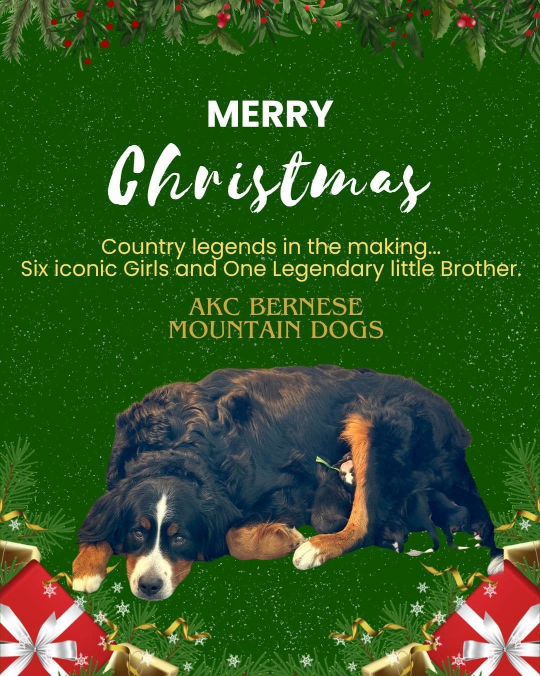 Bernese Mountain Dog Puppies breeder image 4