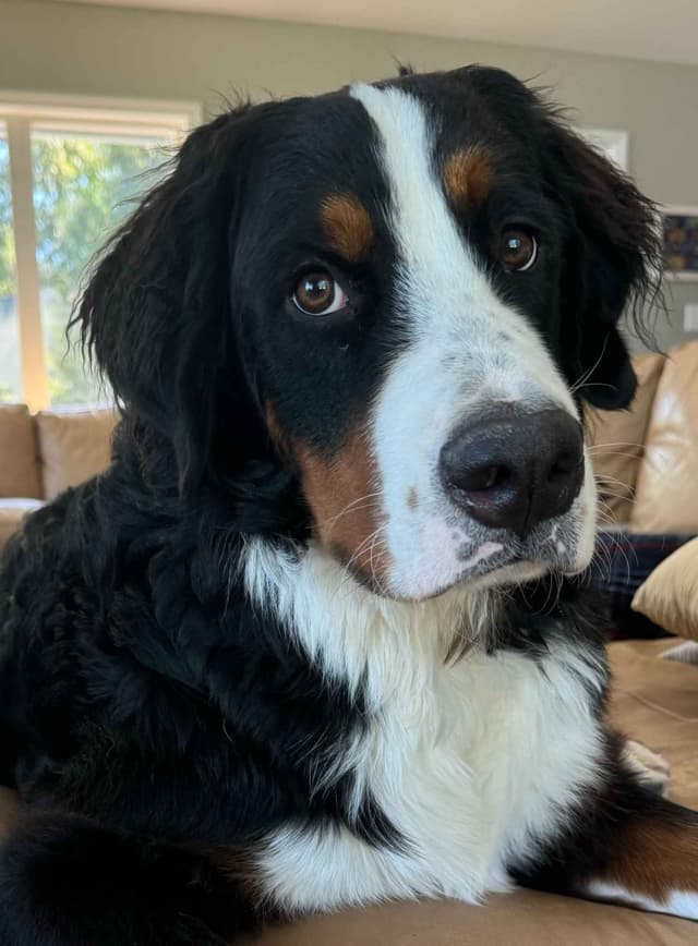 Bernese Mountain Dog Puppies media 3