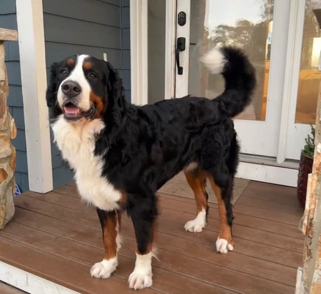 Bernese Mountain Dog Puppies media 4