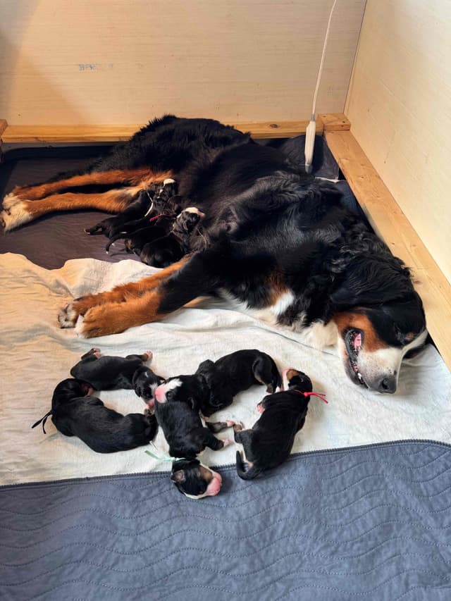 Bernese Mountain Dog Puppies media 2