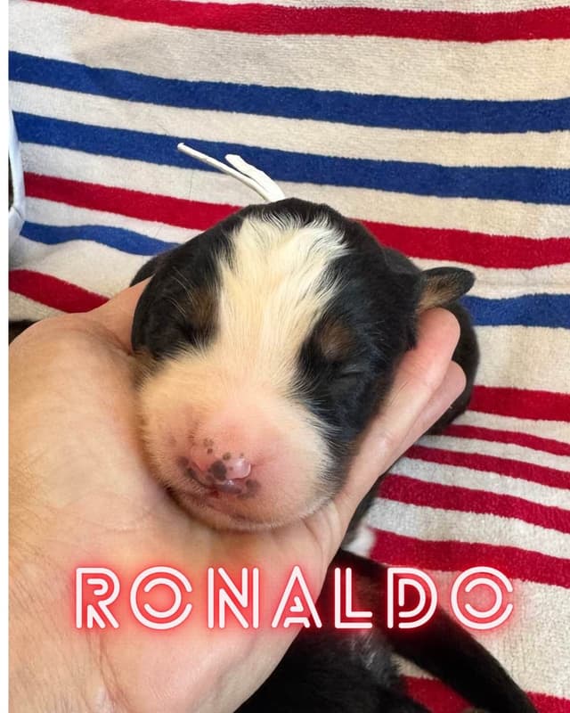 Bernese Mountain Dog Puppies media 5