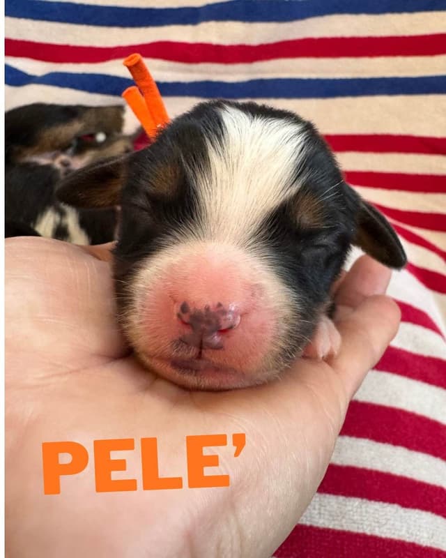 Bernese Mountain Dog Puppies media 8