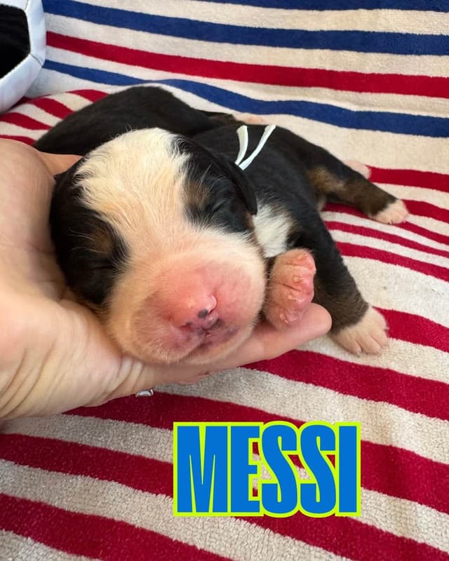 Bernese Mountain Dog Puppies media 6