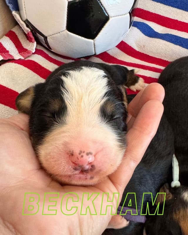 Bernese Mountain Dog Puppies media 9