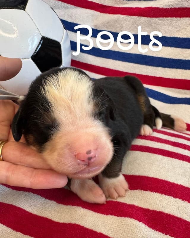 Bernese Mountain Dog Puppies media 7