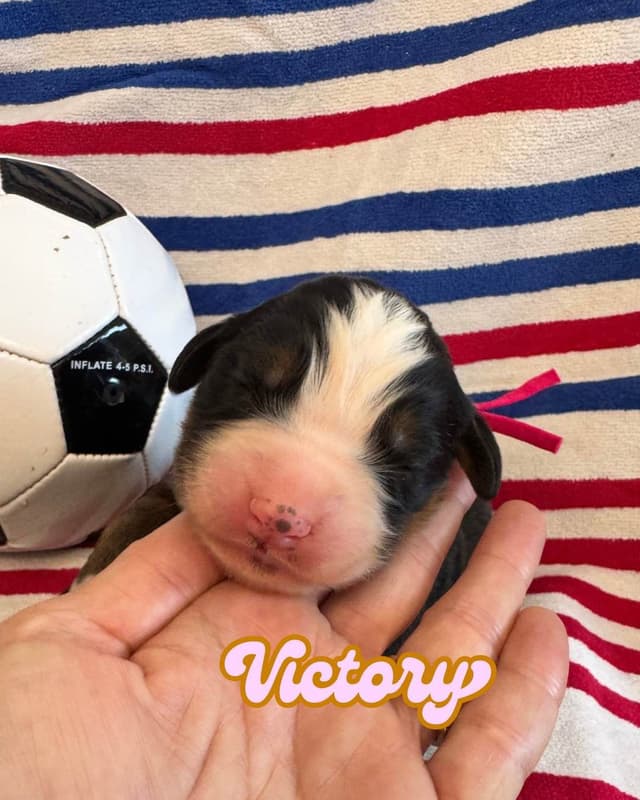 Bernese Mountain Dog Puppies media 11