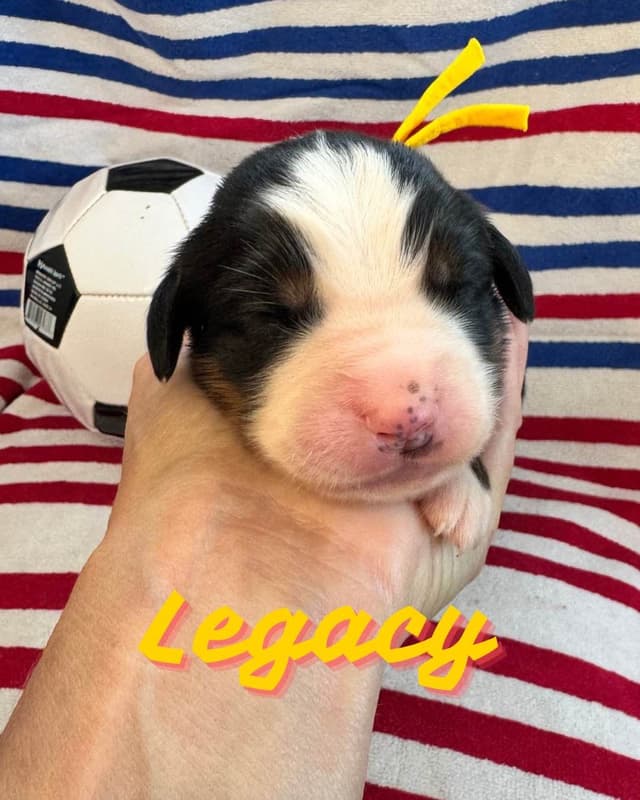 Bernese Mountain Dog Puppies media 10
