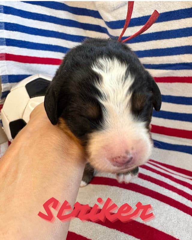 Bernese Mountain Dog Puppies media 12