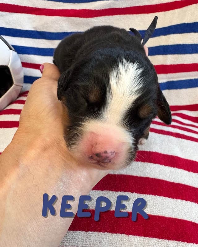 Bernese Mountain Dog Puppies media 13
