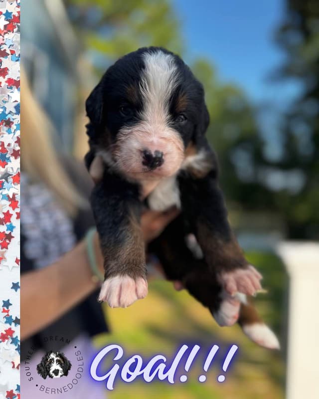 Bernese Mountain Dog Puppies media 14