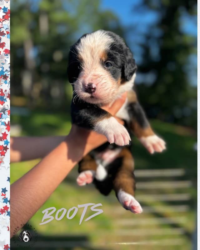 Bernese Mountain Dog Puppies media 15