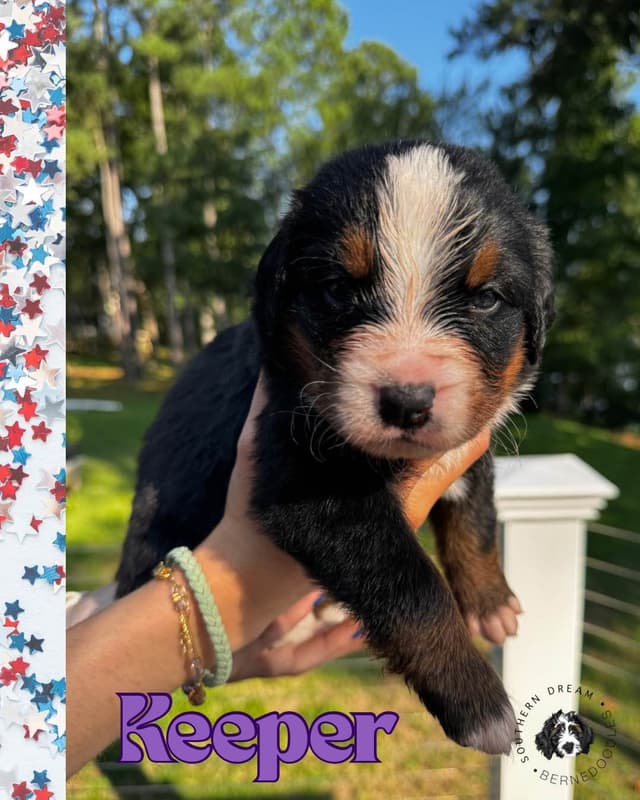 Bernese Mountain Dog Puppies media 18