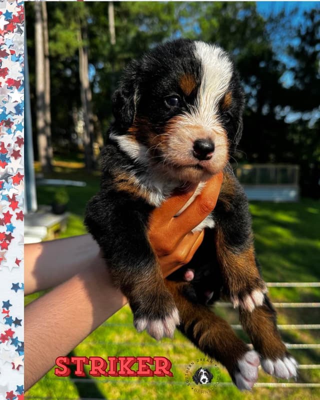 Bernese Mountain Dog Puppies media 17
