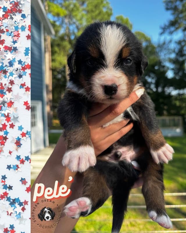 Bernese Mountain Dog Puppies media 19
