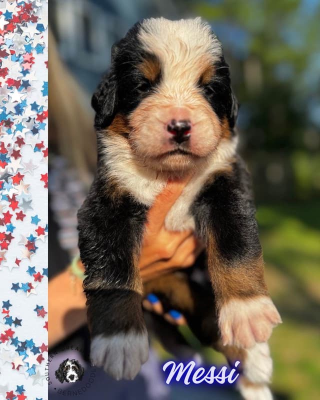 Bernese Mountain Dog Puppies media 23