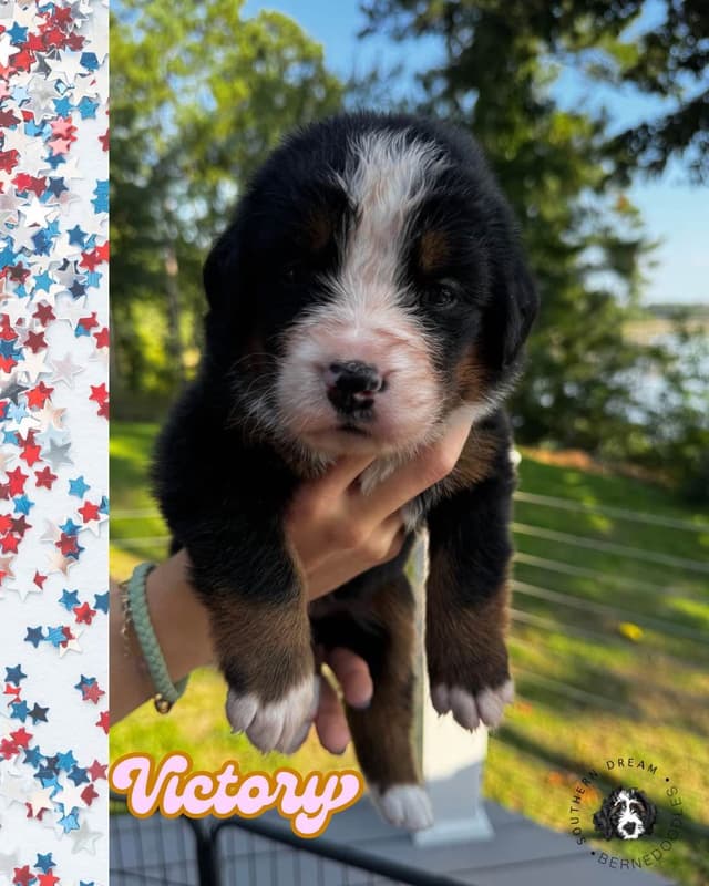 Bernese Mountain Dog Puppies media 21