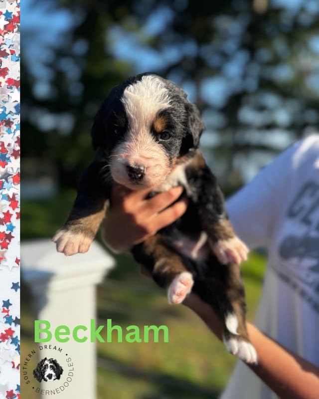 Bernese Mountain Dog Puppies media 22