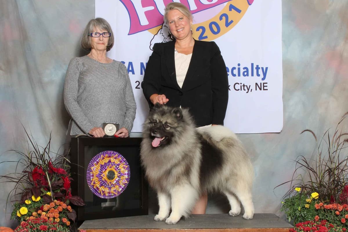 Keeshond Puppies breeder image 1