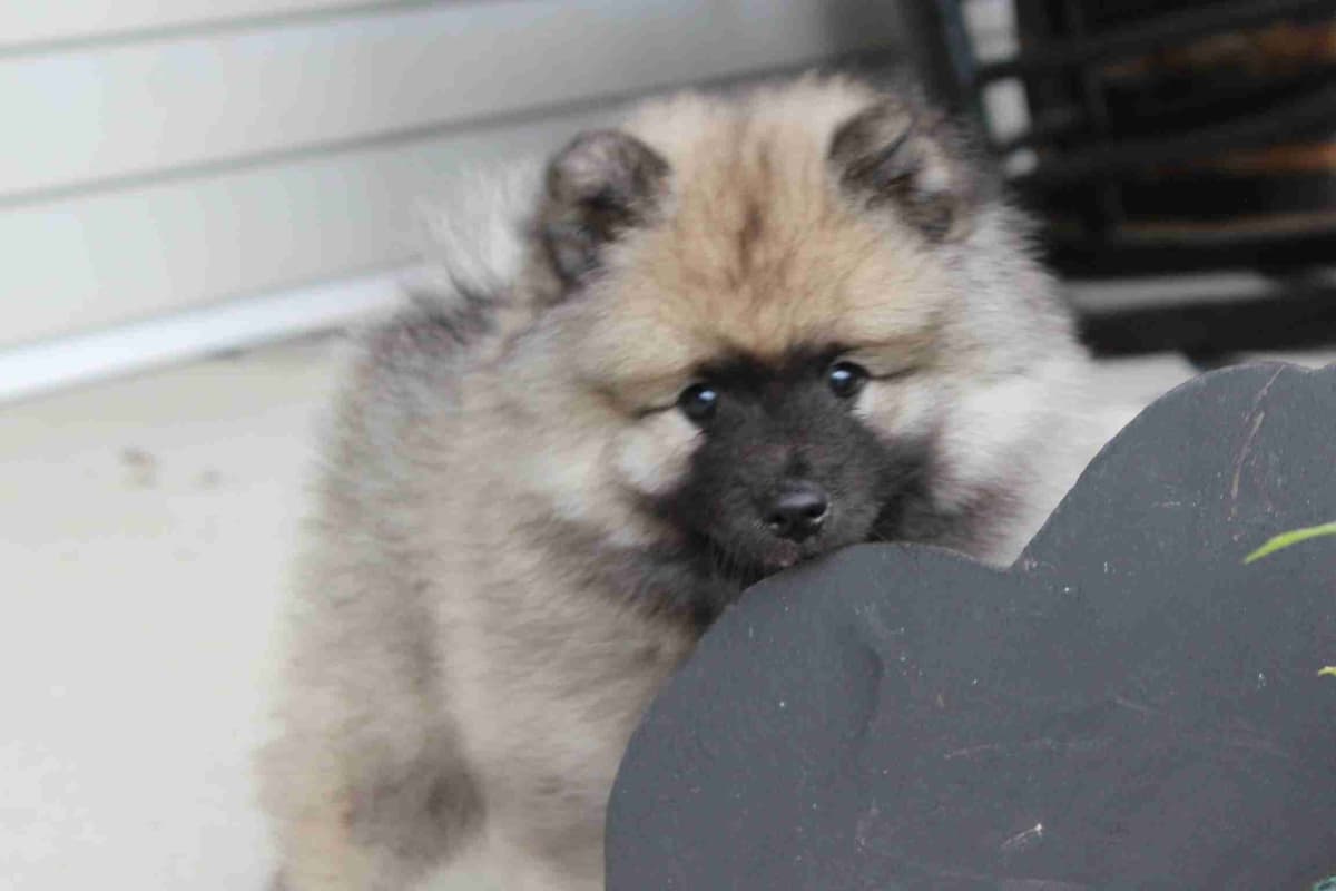 Keeshond Puppies breeder image 2