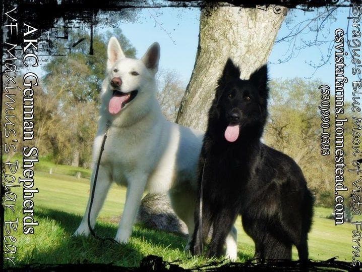 AKC WHITE German Shepherd Pups- Family & Farm raised- Health Tested breeder image 1
