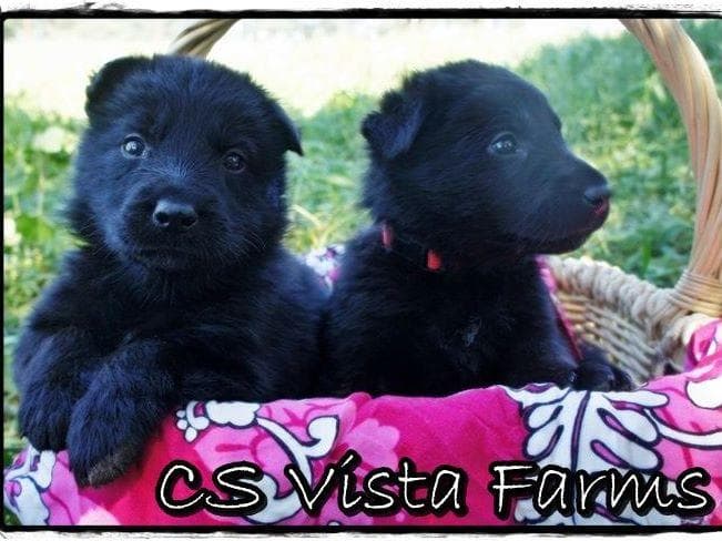 AKC WHITE German Shepherd Pups- Family & Farm raised- Health Tested breeder image 16